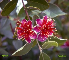 بذر درخت میوه کمیاب فیجوا یا فوجیا Diospyros kaki L