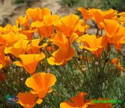 بذر گل شقایق کالیفرنیا پاکوتاه رنگارنگ