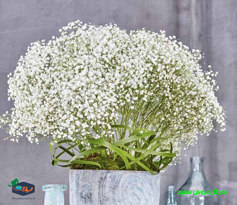 بذر گل عروس سفید هلندی ارگانیک