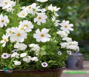 بذر گل ستاره ای سفید پرگل ایتالیایی