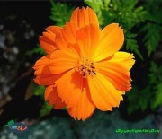 بذر گل ستاره ای نارنجی پرگل