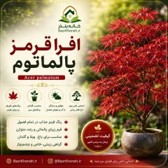 بذر بونسای زیبای افرا قرمز ژاپنی ارگانیک
