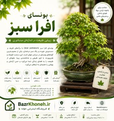 بونسای افرا سبز مجنون
