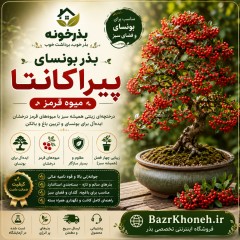 بذر بونسای کمیاب پیراکانتا میوه قرمز