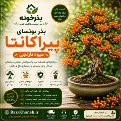 بذر بونسای پیراکانتا نارنجی ارگانیک