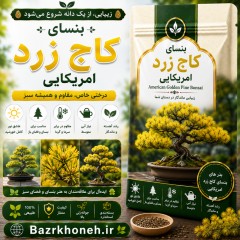 بنسای کاج زرد امریکایی