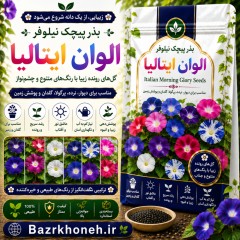 بذر پیچک نیلوفر الوان ایتالیا
