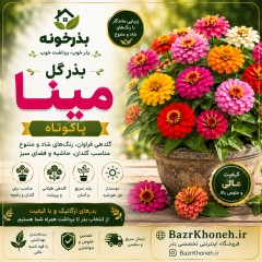 بذر گل مینا پاکوتاه