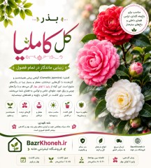 بذر گل کاملیا