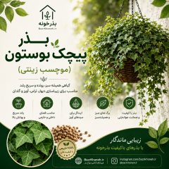 بذر پیچک بوستون / موچسب زینتی