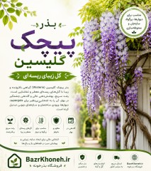 بذر پیچک گلیسین