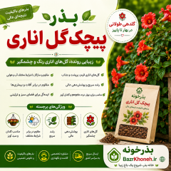 بذر پیچک گل اناری