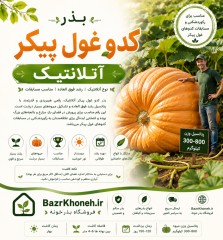 بذر کدو غول پیکر آتلانتیک کمیاب