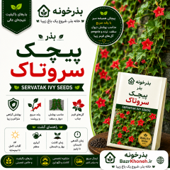 بذر پیچک سروتاک