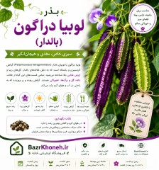 بذر لوبیا دراگون ( بالدار)