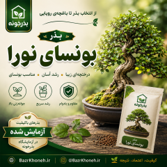 بذر کمیاب بونسای نورا