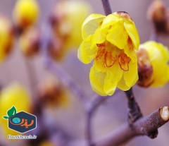 گل یخ Chimonanthus praecox کمیاب