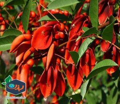 بذر گیاه فردوسی Erythrina crista galli