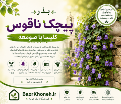 بذر پیچک ناقوس کلیسا یا صومعه