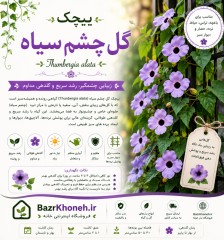 پیچک گل چشم سیاه کمیاب