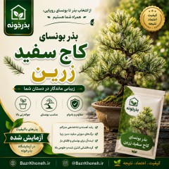 بذر بونسای کاج سفید زرین