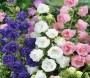 راهنمای کاشت  گل زنگوله ای رنگارنگ آمریکایی
