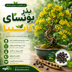 بذر بونسای کاسیا - سنا