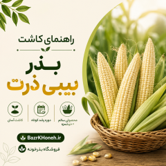 راهنمای کاشت بذر بیبی ذرت