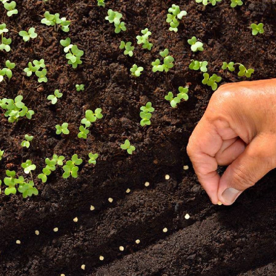 پک بذر بهاره مخصوص استان های گرمسیر