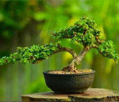 پکیج ترکیبی بذر رو  بخر و 3 تا هدیه بگیر