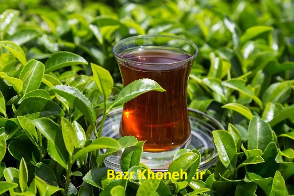 چای اصل رو چطور تشخیص بدیم؟ | تجربه‌ای که پشیمونت نمی‌کنه