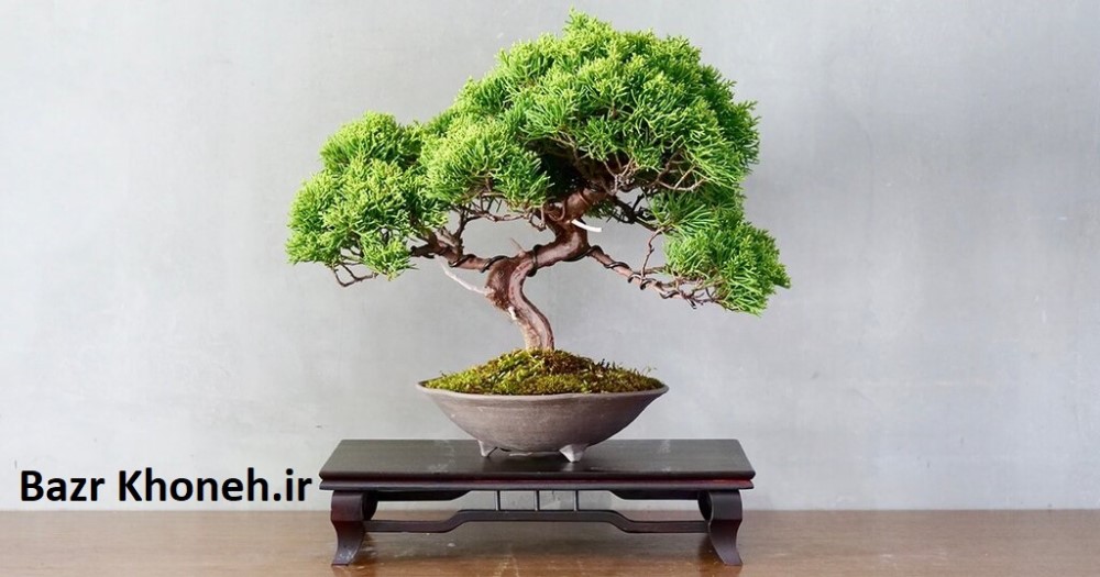بذر اصل رو چطور از تقلبی تشخیص بدیم؟ | تا حالا بهش فکر کردی؟
